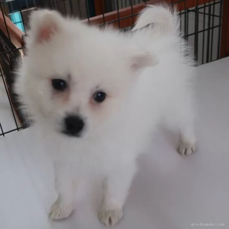 ID:2403-02903の子犬