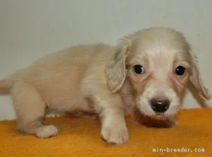 ID:1605-00176の子犬