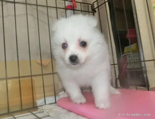 ID:1801-01915の子犬