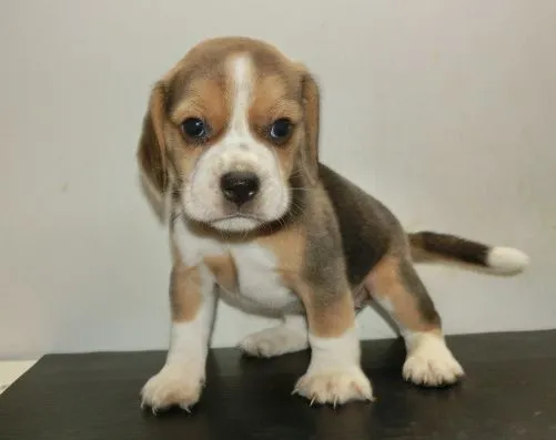 ID：1409-00643の子犬