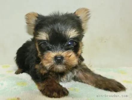 ID：1708-02289の子犬