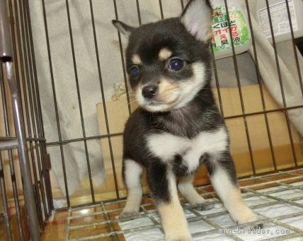 ミックス チワワ 柴犬 長崎県 女の子 19年8月26日 ブラックタン 小ぶりでとても可愛い柴犬とチワワのミックス です みんなのブリーダー 子犬id 1910