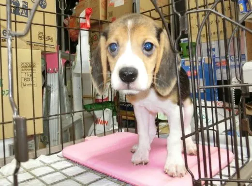 ID：1606-00945の子犬