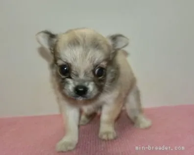ID:2001-00719の子犬