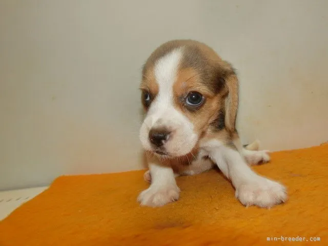 かさも 様のお迎えした子犬