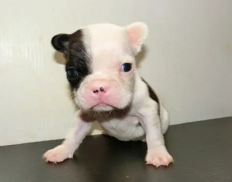 ID:1312-00730の子犬