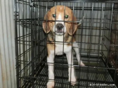 ID：1701-01612の子犬