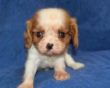 ID:1911-02836の子犬