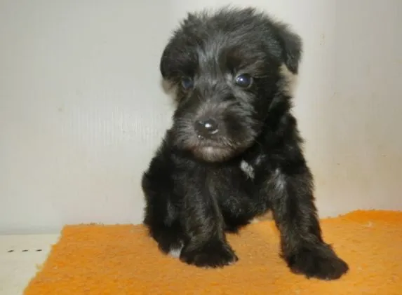 ID:1610-00047の子犬