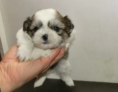 ID:1401-01017の子犬