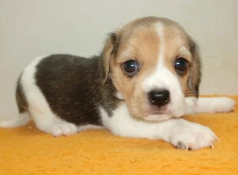 ビーグル大好き 様のお迎えした子犬