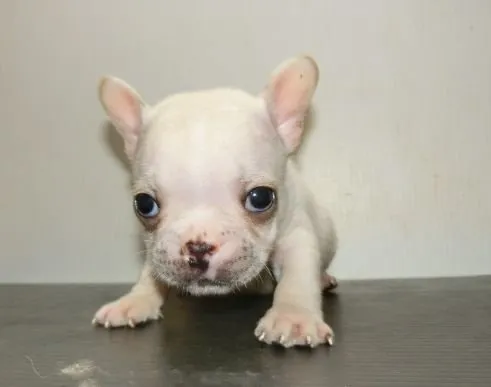 ID：1410-01141の子犬