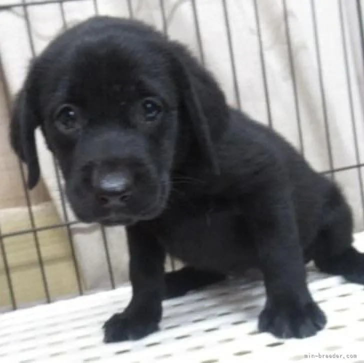 ID：2209-04797の子犬