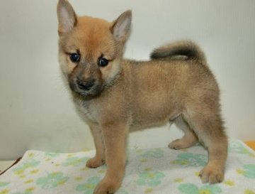 柴犬(標準サイズ)【長崎県・男の子・2017年8月12日・赤】の写真「タヌキ顔の柴犬でとても可愛いです。」