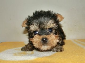 ヨークシャーテリア【長崎県・女の子・2017年1月2日・スチールブルータン】の写真「」