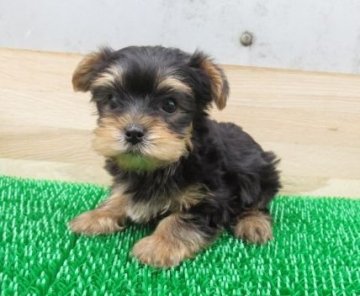 ヨークシャーテリア【長崎県・女の子・2022年3月21日・スチールブルータン】の写真「人懐っこい可愛い女の子」