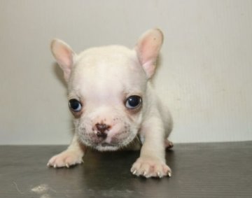 フレンチブルドッグ【長崎県・男の子・2014年9月12日・クリーム】の写真「」