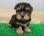 ヨークシャーテリア【長崎県・男の子・2022年3月21日・スチールブルータン】の写真2