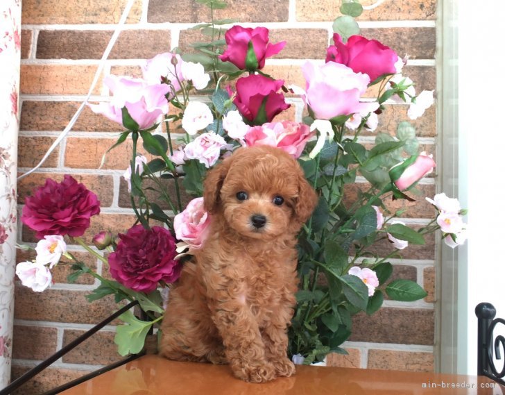 ID:1704-01687の子犬