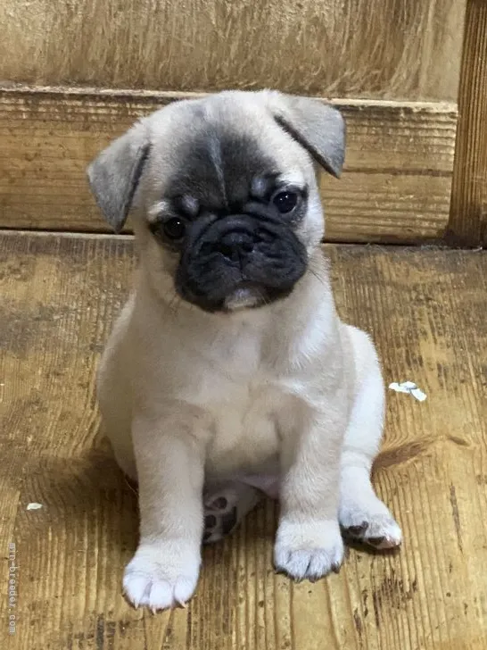 ID:2109-00140の子犬