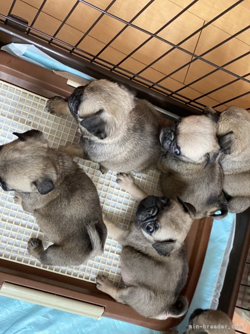 みんなですくすくと成長してます☺︎｜清水　まがね(しみず　まがね)ブリーダー(千葉県・パグ・JKC登録)の紹介写真4