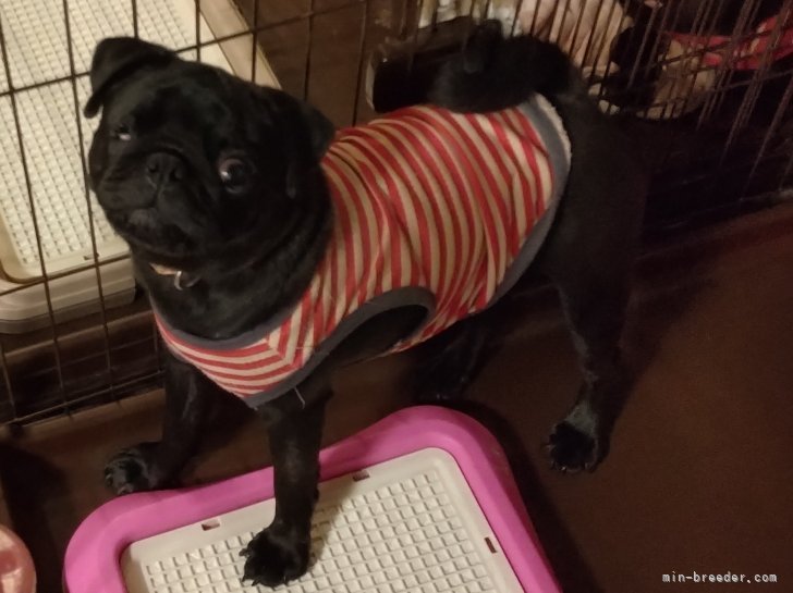 パグ【・女の子・2021年2月15日・黒】「スラリとした美型ママです。」