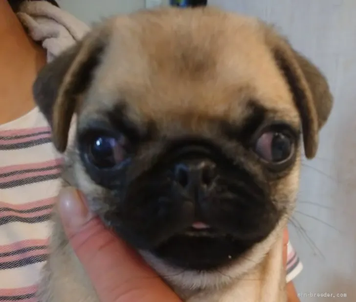 Y.N 様のお迎えした子犬