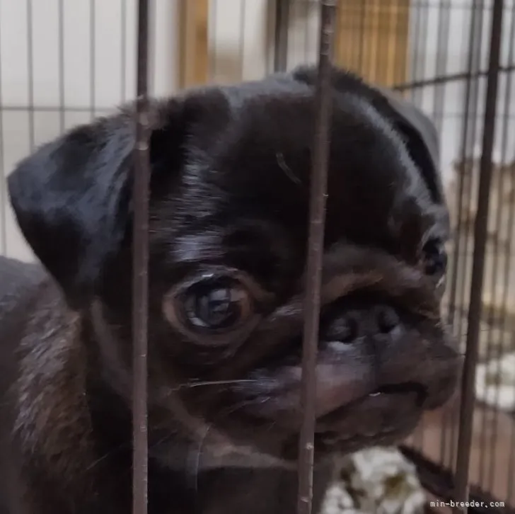 ノッチ 様のお迎えした子犬