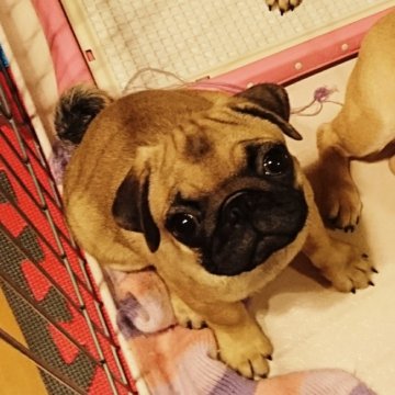 パグ【千葉県・女の子・2018年3月3日・フォーン】の写真「JKCチャンピオン直子、五頭元気に育ちました」