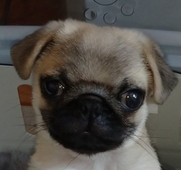 パグ【千葉県・男の子・2021年6月15日・フォーン】の写真「JKCチャンピオン直子。元気で可愛い男の仔」