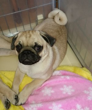 パグ【千葉県・男の子・2017年9月21日・フォーン】の写真「自然交配で生まれた奇跡の兄弟。元気で素直です。」