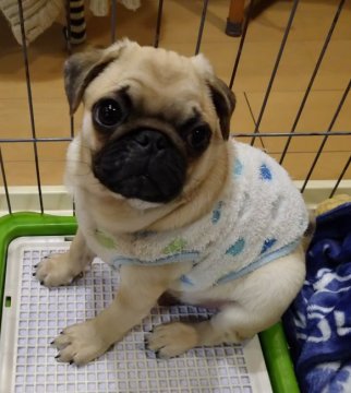 パグ【千葉県・男の子・2019年10月29日・フォーン】の写真「素直で甘えん坊の男の子。JKCチャンピオン直子」