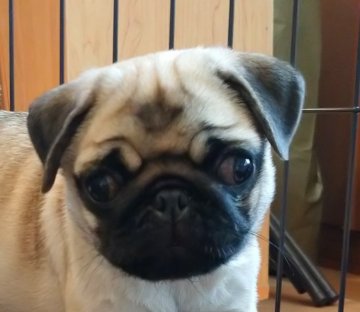 パグ【千葉県・女の子・2020年3月31日・フォーン】の写真「活発なお姉さん、JKCチャンピオン直子の七つ仔」