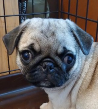 パグ【千葉県・男の子・2020年3月31日・フォーン】の写真「しっかりものの男子、JKCチャンピオン直子の七つ仔」