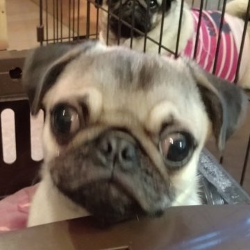 パグ【千葉県・男の子・2023年1月16日・フォーン】の写真「元気で人懐っこいイケメンパグ。Jチャンピオン直子」