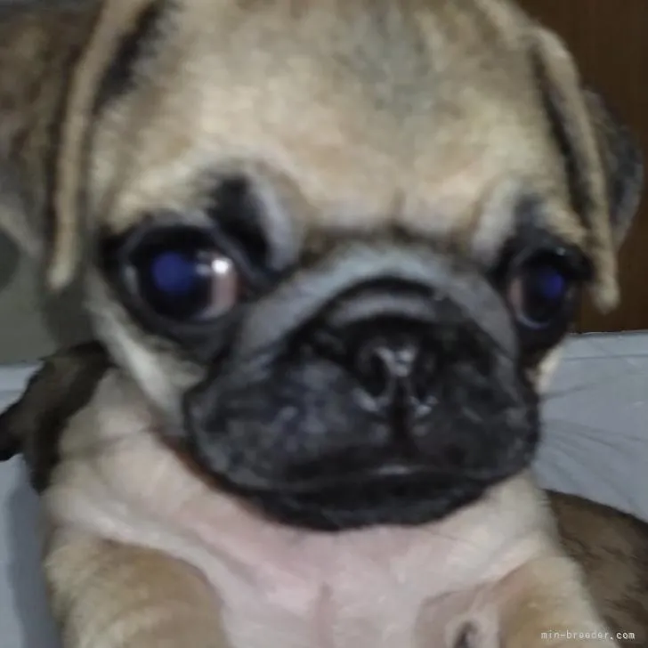 ID：2210-04878の子犬