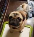 パグ【・男の子・2019年3月8日・フォーン】