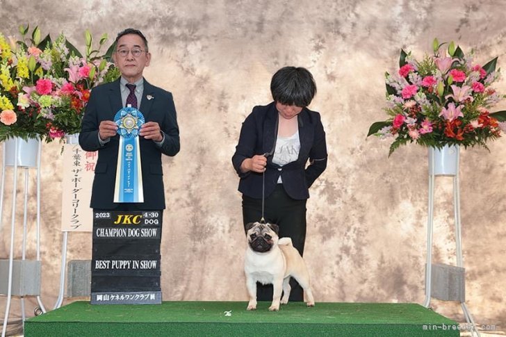 我が犬舎から、チャンピオンPUGちゃん出ました。( ´ ▽ ` )｜近藤　雅敍(こんどう　まさのぶ)ブリーダー(愛媛県・パグなど・JKC登録)の紹介写真1