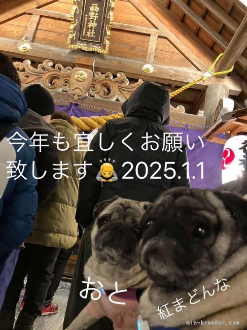 近藤雅敍ブリーダーのブログ：オトちゃんベニちゃんからの年賀状