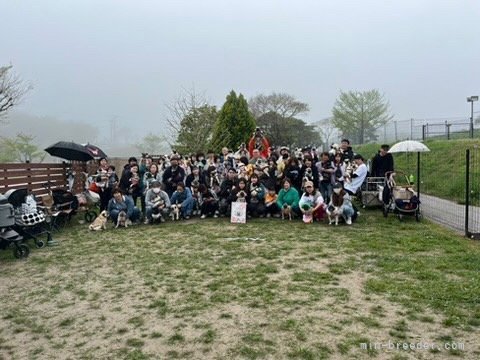 近藤雅敍ブリーダーのブログ：北九州パグ集会