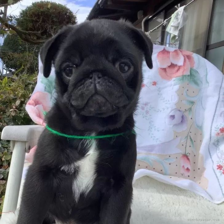 ID：2411-01384の子犬