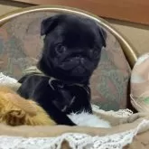 パグ【愛媛県・男の子・2024年10月10日・ブラック】の写真1「おれ長男パドレス　気合い入れてます。」