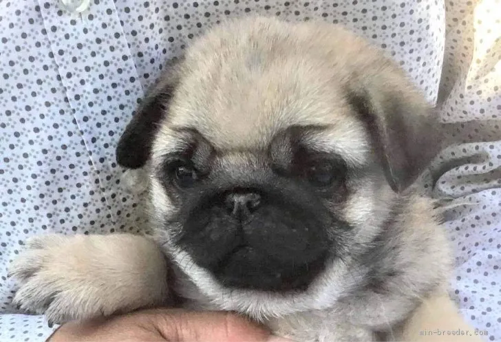 カサマツ 様のお迎えした子犬