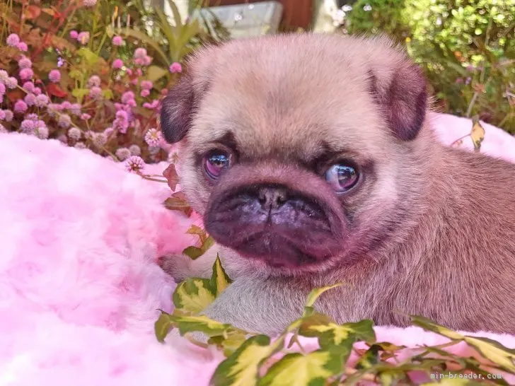 ID：2004-02484の子犬