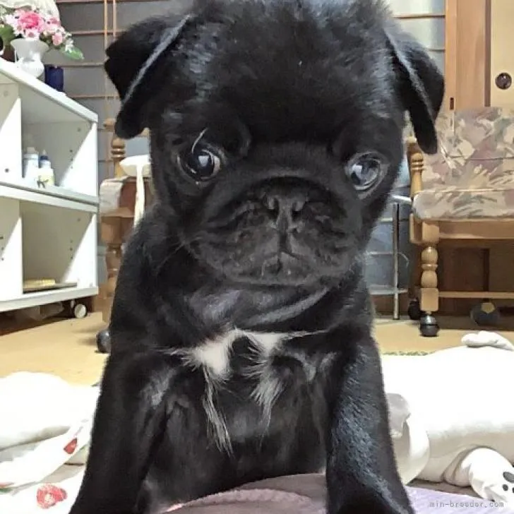 ID:2209-04957の子犬