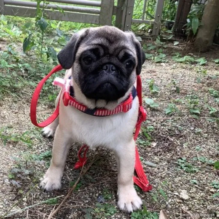 パスタ 様のお迎えした子犬