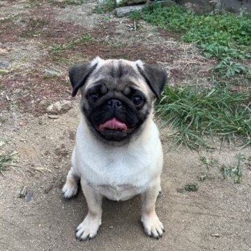 パグ【愛媛県・男の子・2023年5月29日・フォーン】の写真「パグ犬とは僕の事です　何処が〜」