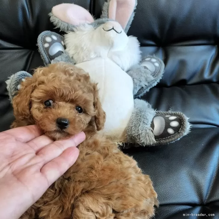 ID:2410-02551の子犬