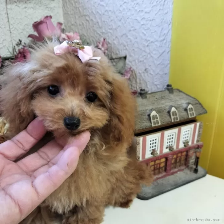 ID:2410-06061の子犬