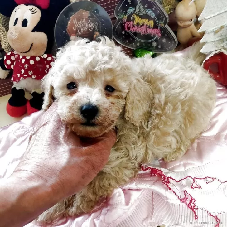 タイニープードル【栃木県・男の子・2025年10月22日・アプリコット】の写真1